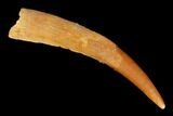 Fossil Pterosaur (Siroccopteryx) Tooth - Morocco #183683-1